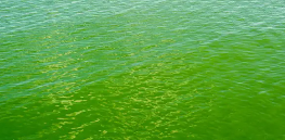 녹조 현상과 혁신적 억제 기술