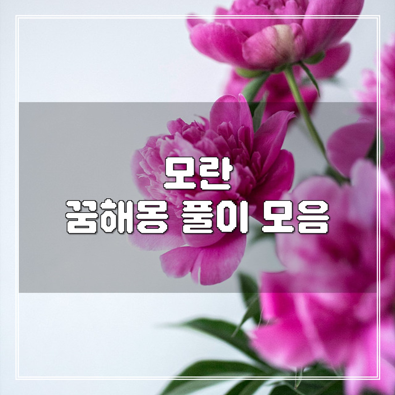 모란 꿈, 꿈해몽 풀이 모음 썸네일