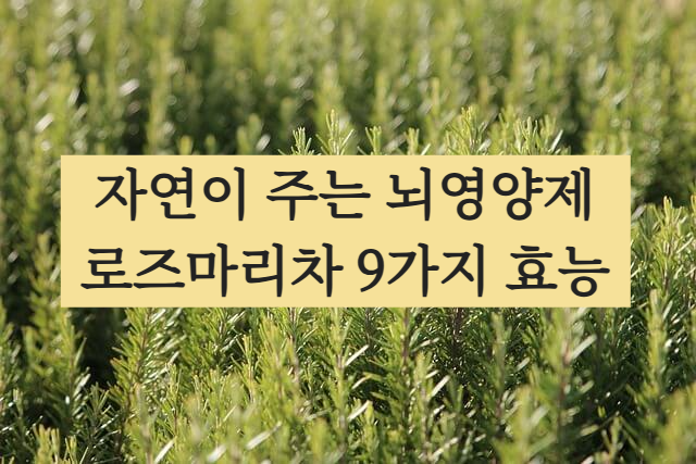 로즈마리차 효능