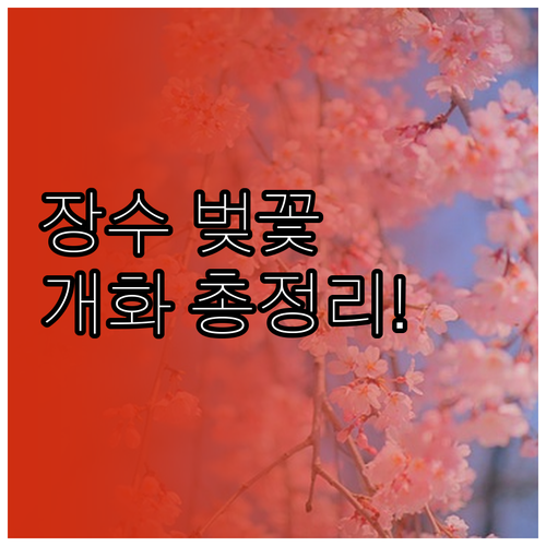 장수 벚꽃 여행 전 꼭 확인해야 할 ..