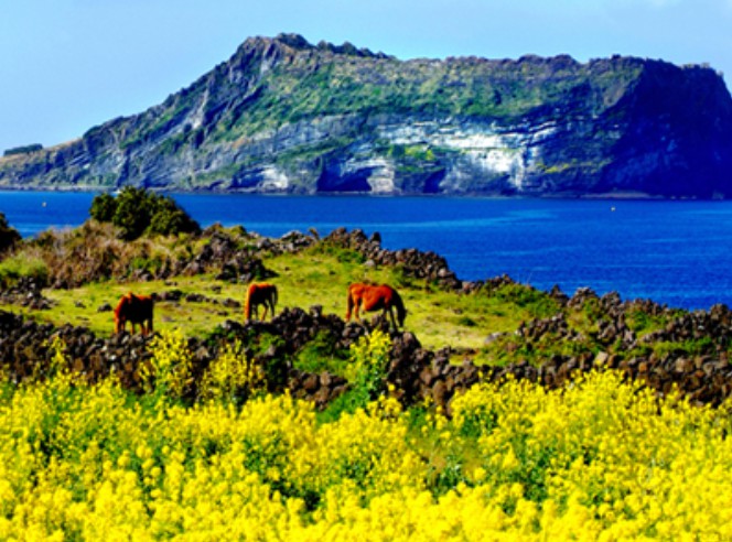 4월 제주도 유채꽃