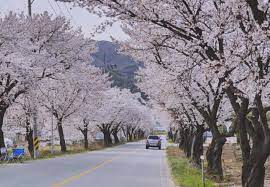 경상북도 생곡 삼거리 벚꽃터널 벚꽃 벚꽃 명소 베스트 5 벚꽃시기 만개시기 드라이브 코스