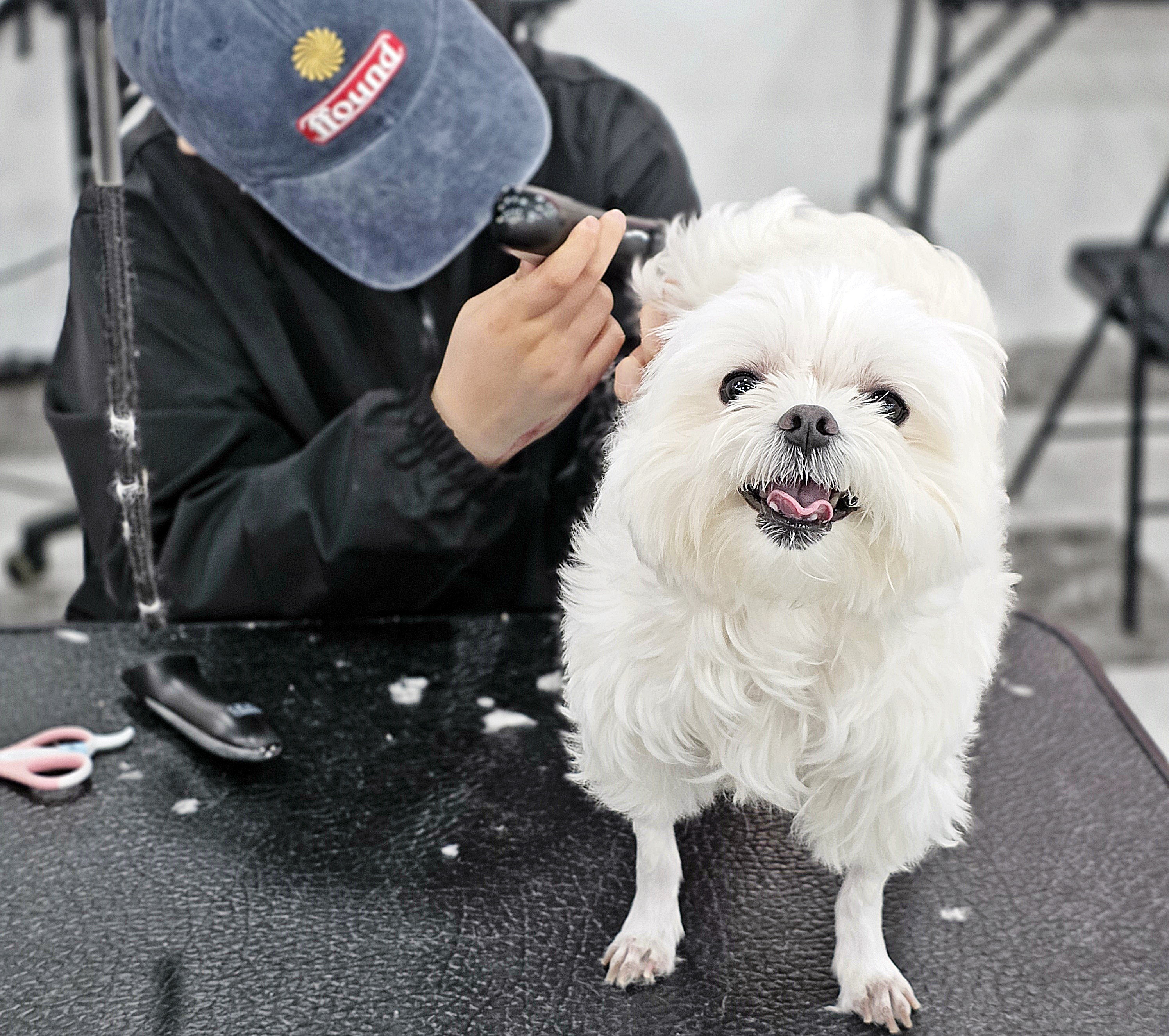 사상구애견미용학원
