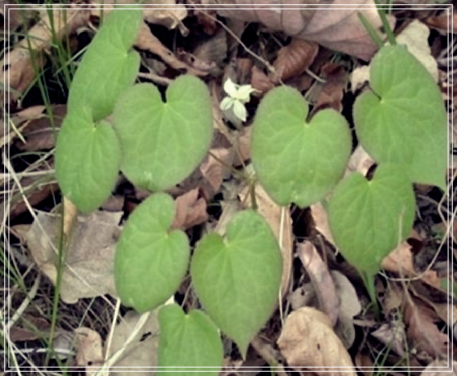삼지구엽초 효능 술 담그는 방법?