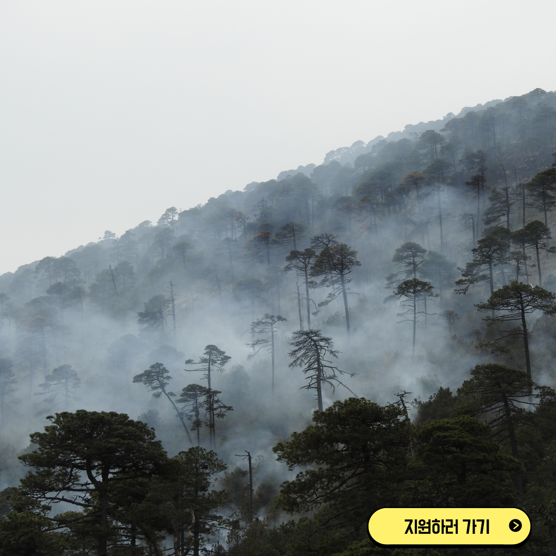 [2025 산불피해 재난지원금] 신청방법부터 대상자 기준까지 한눈에 정리 