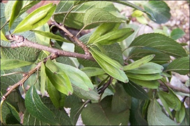 두충 효능, 혈압 조절까지