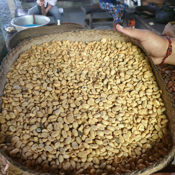 발리 루왁 커피 농장: Cantik Agriculture Luwak Coffee (캔틱 루왁 커피)_세척된 원두
