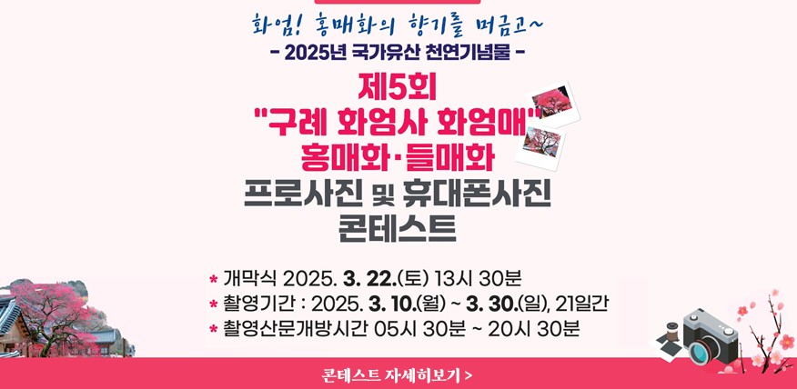 화엄사 홍매화 사진 콘테스트