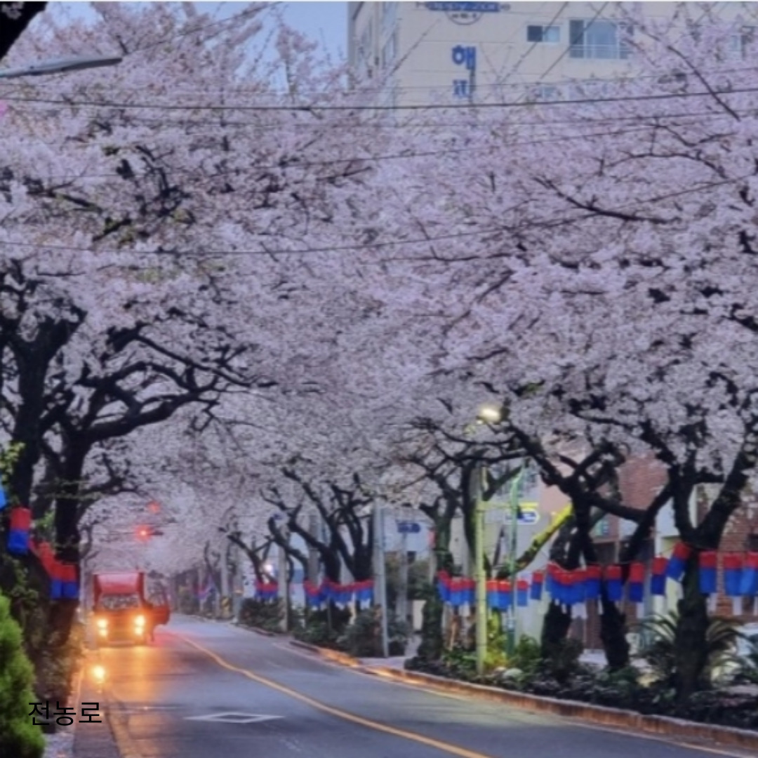 벚꽃명소