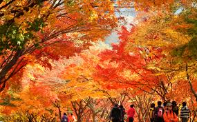 내장산 단풍 절정시기 