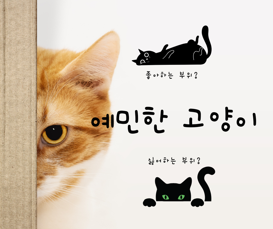 예민한 고양이가 싫어하는 부위와 좋아하는 부위는?