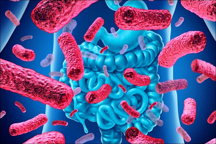 LGG 유산균 추천제품 및 효능