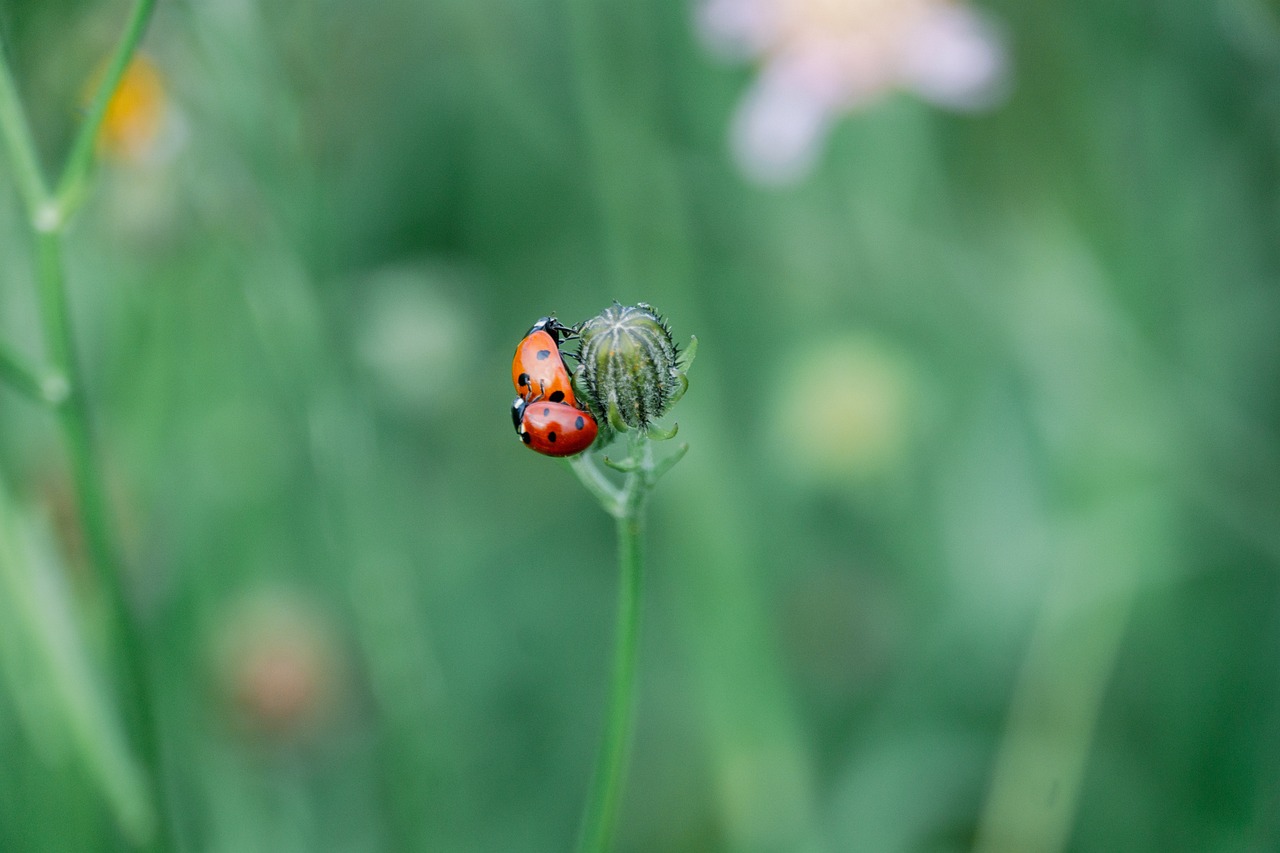 러브 버그 퇴치방법, 러브 버그 익충, 러브 버그 시기, 러브 버그 모기, 러브 버그 방역, 러브 버그 퇴치법, 러브 버그 수명, 러브 버그 천적, 러브 버그 살충제, 러브 버그 출몰, 러브버그퇴치익충, 러브 버그 출몰지역, 러브버그 익충 이유, 러브버그 퇴치제, 러브버그 출몰 시기, 러브버그 원산지, 러브 버그 퇴치방법, 러브 버그 익충, 러브 버그 시기, 러브 버그 모기, 러브 버그 방역, 러브 버그 퇴치법, 러브 버그 수명, 러브 버그 천적, 러브 버그 살충제, 러브 버그 출몰, 러브버그퇴치익충, 러브 버그 출몰지역, 러브버그 익충 이유, 러브버그 퇴치제, 러브버그 출몰 시기, 러브버그 원산지, 러브 버그 퇴치방법, 러브 버그 익충, 러브 버그 시기, 러브 버그 모기, 러브 버그 방역, 러브 버그 퇴치법, 러브 버그 수명, 러브 버그 천적, 러브 버그 살충제, 러브 버그 출몰, 러브버그퇴치익충, 러브 버그 출몰지역, 러브버그 익충 이유, 러브버그 퇴치제, 러브버그 출몰 시기, 러브버그 원산지, 러브 버그 퇴치방법, 러브 버그 익충, 러브 버그 시기, 러브 버그 모기, 러브 버그 방역, 러브 버그 퇴치법, 러브 버그 수명, 러브 버그 천적, 러브 버그 살충제, 러브 버그 출몰, 러브버그퇴치익충, 러브 버그 출몰지역, 러브버그 익충 이유, 러브버그 퇴치제, 러브버그 출몰 시기, 러브버그 원산지, 러브 버그 퇴치방법, 러브 버그 익충, 러브 버그 시기, 러브 버그 모기, 러브 버그 방역, 러브 버그 퇴치법, 러브 버그 수명, 러브 버그 천적, 러브 버그 살충제, 러브 버그 출몰, 러브버그퇴치익충, 러브 버그 출몰지역, 러브버그 익충 이유, 러브버그 퇴치제, 러브버그 출몰 시기, 러브버그 원산지, 러브 버그 퇴치방법, 러브 버그 익충, 러브 버그 시기, 러브 버그 모기, 러브 버그 방역, 러브 버그 퇴치법, 러브 버그 수명, 러브 버그 천적, 러브 버그 살충제, 러브 버그 출몰, 러브버그퇴치익충, 러브 버그 출몰지역, 러브버그 익충 이유, 러브버그 퇴치제, 러브버그 출몰 시기, 러브버그 원산지, 러브 버그 퇴치방법, 러브 버그 익충, 러브 버그 시기, 러브 버그 모기, 러브 버그 방역, 러브 버그 퇴치법, 러브 버그 수명, 러브 버그 천적, 러브 버그 살충제, 러브 버그 출몰, 러브버그퇴치익충, 러브 버그 출몰지역, 러브버그 익충 이유, 러브버그 퇴치제, 러브버그 출몰 시기, 러브버그 원산지, 러브 버그 퇴치방법, 러브 버그 익충, 러브 버그 시기, 러브 버그 모기, 러브 버그 방역, 러브 버그 퇴치법, 러브 버그 수명, 러브 버그 천적, 러브 버그 살충제, 러브 버그 출몰, 러브버그퇴치익충, 러브 버그 출몰지역, 러브버그 익충 이유, 러브버그 퇴치제, 러브버그 출몰 시기, 러브버그 원산지, 러브 버그 퇴치방법, 러브 버그 익충, 러브 버그 시기, 러브 버그 모기, 러브 버그 방역, 러브 버그 퇴치법, 러브 버그 수명, 러브 버그 천적, 러브 버그 살충제, 러브 버그 출몰, 러브버그퇴치익충, 러브 버그 출몰지역, 러브버그 익충 이유, 러브버그 퇴치제, 러브버그 출몰 시기, 러브버그 원산지, 러브 버그 퇴치방법, 러브 버그 익충, 러브 버그 시기, 러브 버그 모기, 러브 버그 방역, 러브 버그 퇴치법, 러브 버그 수명, 러브 버그 천적, 러브 버그 살충제, 러브 버그 출몰, 러브버그퇴치익충, 러브 버그 출몰지역, 러브버그 익충 이유, 러브버그 퇴치제, 러브버그 출몰 시기, 러브버그 원산지, 러브 버그 퇴치방법, 러브 버그 익충, 러브 버그 시기, 러브 버그 모기, 러브 버그 방역, 러브 버그 퇴치법, 러브 버그 수명, 러브 버그 천적, 러브 버그 살충제, 러브 버그 출몰, 러브버그퇴치익충, 러브 버그 출몰지역, 러브버그 익충 이유, 러브버그 퇴치제, 러브버그 출몰 시기, 러브버그 원산지, 러브 버그 퇴치방법, 러브 버그 익충, 러브 버그 시기, 러브 버그 모기, 러브 버그 방역, 러브 버그 퇴치법, 러브 버그 수명, 러브 버그 천적, 러브 버그 살충제, 러브 버그 출몰, 러브버그퇴치익충, 러브 버그 출몰지역, 러브버그 익충 이유, 러브버그 퇴치제, 러브버그 출몰 시기, 러브버그 원산지, 러브 버그 퇴치방법, 러브 버그 익충, 러브 버그 시기, 러브 버그 모기, 러브 버그 방역, 러브 버그 퇴치법, 러브 버그 수명, 러브 버그 천적, 러브 버그 살충제, 러브 버그 출몰, 러브버그퇴치익충, 러브 버그 출몰지역, 러브버그 익충 이유, 러브버그 퇴치제, 러브버그 출몰 시기, 러브버그 원산지, 러브 버그 퇴치방법, 러브 버그 익충, 러브 버그 시기, 러브 버그 모기, 러브 버그 방역, 러브 버그 퇴치법, 러브 버그 수명, 러브 버그 천적, 러브 버그 살충제, 러브 버그 출몰, 러브버그퇴치익충, 러브 버그 출몰지역, 러브버그 익충 이유, 러브버그 퇴치제, 러브버그 출몰 시기, 러브버그 원산지, 러브 버그 퇴치방법, 러브 버그 익충, 러브 버그 시기, 러브 버그 모기, 러브 버그 방역, 러브 버그 퇴치법, 러브 버그 수명, 러브 버그 천적, 러브 버그 살충제, 러브 버그 출몰, 러브버그퇴치익충, 러브 버그 출몰지역, 러브버그 익충 이유, 러브버그 퇴치제, 러브버그 출몰 시기, 러브버그 원산지, 러브 버그 퇴치방법, 러브 버그 익충, 러브 버그 시기, 러브 버그 모기, 러브 버그 방역, 러브 버그 퇴치법, 러브 버그 수명, 러브 버그 천적, 러브 버그 살충제, 러브 버그 출몰, 러브버그퇴치익충, 러브 버그 출몰지역, 러브버그 익충 이유, 러브버그 퇴치제, 러브버그 출몰 시기, 러브버그 원산지, 러브 버그 퇴치방법, 러브 버그 익충, 러브 버그 시기, 러브 버그 모기, 러브 버그 방역, 러브 버그 퇴치법, 러브 버그 수명, 러브 버그 천적, 러브 버그 살충제, 러브 버그 출몰, 러브버그퇴치익충, 러브 버그 출몰지역, 러브버그 익충 이유, 러브버그 퇴치제, 러브버그 출몰 시기, 러브버그 원산지, 러브 버그 퇴치방법, 러브 버그 익충, 러브 버그 시기, 러브 버그 모기, 러브 버그 방역, 러브 버그 퇴치법, 러브 버그 수명, 러브 버그 천적, 러브 버그 살충제, 러브 버그 출몰, 러브버그퇴치익충, 러브 버그 출몰지역, 러브버그 익충 이유, 러브버그 퇴치제, 러브버그 출몰 시기, 러브버그 원산지, 러브 버그 퇴치방법, 러브 버그 익충, 러브 버그 시기, 러브 버그 모기, 러브 버그 방역, 러브 버그 퇴치법, 러브 버그 수명, 러브 버그 천적, 러브 버그 살충제, 러브 버그 출몰, 러브버그퇴치익충, 러브 버그 출몰지역, 러브버그 익충 이유, 러브버그 퇴치제, 러브버그 출몰 시기, 러브버그 원산지, 러브 버그 퇴치방법, 러브 버그 익충, 러브 버그 시기, 러브 버그 모기, 러브 버그 방역, 러브 버그 퇴치법, 러브 버그 수명, 러브 버그 천적, 러브 버그 살충제, 러브 버그 출몰, 러브버그퇴치익충, 러브 버그 출몰지역, 러브버그 익충 이유, 러브버그 퇴치제, 러브버그 출몰 시기, 러브버그 원산지, 러브 버그 퇴치방법, 러브 버그 익충, 러브 버그 시기, 러브 버그 모기, 러브 버그 방역, 러브 버그 퇴치법, 러브 버그 수명, 러브 버그 천적, 러브 버그 살충제, 러브 버그 출몰, 러브버그퇴치익충, 러브 버그 출몰지역, 러브버그 익충 이유, 러브버그 퇴치제, 러브버그 출몰 시기, 러브버그 원산지, 러브 버그 퇴치방법, 러브 버그 익충, 러브 버그 시기, 러브 버그 모기, 러브 버그 방역, 러브 버그 퇴치법, 러브 버그 수명, 러브 버그 천적, 러브 버그 살충제, 러브 버그 출몰, 러브버그퇴치익충, 러브 버그 출몰지역, 러브버그 익충 이유, 러브버그 퇴치제, 러브버그 출몰 시기, 러브버그 원산지, 러브 버그 퇴치방법, 러브 버그 익충, 러브 버그 시기, 러브 버그 모기, 러브 버그 방역, 러브 버그 퇴치법, 러브 버그 수명, 러브 버그 천적, 러브 버그 살충제, 러브 버그 출몰, 러브버그퇴치익충, 러브 버그 출몰지역, 러브버그 익충 이유, 러브버그 퇴치제, 러브버그 출몰 시기, 러브버그 원산지, 러브 버그 퇴치방법, 러브 버그 익충, 러브 버그 시기, 러브 버그 모기, 러브 버그 방역, 러브 버그 퇴치법, 러브 버그 수명, 러브 버그 천적, 러브 버그 살충제, 러브 버그 출몰, 러브버그퇴치익충, 러브 버그 출몰지역, 러브버그 익충 이유, 러브버그 퇴치제, 러브버그 출몰 시기, 러브버그 원산지, 러브 버그 퇴치방법, 러브 버그 익충, 러브 버그 시기, 러브 버그 모기, 러브 버그 방역, 러브 버그 퇴치법, 러브 버그 수명, 러브 버그 천적, 러브 버그 살충제, 러브 버그 출몰, 러브버그퇴치익충, 러브 버그 출몰지역, 러브버그 익충 이유, 러브버그 퇴치제, 러브버그 출몰 시기, 러브버그 원산지, 러브 버그 퇴치방법, 러브 버그 익충, 러브 버그 시기, 러브 버그 모기, 러브 버그 방역, 러브 버그 퇴치법, 러브 버그 수명, 러브 버그 천적, 러브 버그 살충제, 러브 버그 출몰, 러브버그퇴치익충, 러브 버그 출몰지역, 러브버그 익충 이유, 러브버그 퇴치제, 러브버그 출몰 시기, 러브버그 원산지, 러브 버그 퇴치방법, 러브 버그 익충, 러브 버그 시기, 러브 버그 모기, 러브 버그 방역, 러브 버그 퇴치법, 러브 버그 수명, 러브 버그 천적, 러브 버그 살충제, 러브 버그 출몰, 러브버그퇴치익충, 러브 버그 출몰지역, 러브버그 익충 이유, 러브버그 퇴치제, 러브버그 출몰 시기, 러브버그 원산지, 러브 버그 퇴치방법, 러브 버그 익충, 러브 버그 시기, 러브 버그 모기, 러브 버그 방역, 러브 버그 퇴치법, 러브 버그 수명, 러브 버그 천적, 러브 버그 살충제, 러브 버그 출몰, 러브버그퇴치익충, 러브 버그 출몰지역, 러브버그 익충 이유, 러브버그 퇴치제, 러브버그 출몰 시기, 러브버그 원산지, 러브 버그 퇴치방법, 러브 버그 익충, 러브 버그 시기, 러브 버그 모기, 러브 버그 방역, 러브 버그 퇴치법, 러브 버그 수명, 러브 버그 천적, 러브 버그 살충제, 러브 버그 출몰, 러브버그퇴치익충, 러브 버그 출몰지역, 러브버그 익충 이유, 러브버그 퇴치제, 러브버그 출몰 시기, 러브버그 원산지, 러브 버그 퇴치방법, 러브 버그 익충, 러브 버그 시기, 러브 버그 모기, 러브 버그 방역, 러브 버그 퇴치법, 러브 버그 수명, 러브 버그 천적, 러브 버그 살충제, 러브 버그 출몰, 러브버그퇴치익충, 러브 버그 출몰지역, 러브버그 익충 이유, 러브버그 퇴치제, 러브버그 출몰 시기, 러브버그 원산지, 러브 버그 퇴치방법, 러브 버그 익충, 러브 버그 시기, 러브 버그 모기, 러브 버그 방역, 러브 버그 퇴치법, 러브 버그 수명, 러브 버그 천적, 러브 버그 살충제, 러브 버그 출몰, 러브버그퇴치익충, 러브 버그 출몰지역, 러브버그 익충 이유, 러브버그 퇴치제, 러브버그 출몰 시기, 러브버그 원산지, 러브 버그 퇴치방법, 러브 버그 익충, 러브 버그 시기, 러브 버그 모기, 러브 버그 방역, 러브 버그 퇴치법, 러브 버그 수명, 러브 버그 천적, 러브 버그 살충제, 러브 버그 출몰, 러브버그퇴치익충, 러브 버그 출몰지역, 러브버그 익충 이유, 러브버그 퇴치제, 러브버그 출몰 시기, 러브버그 원산지, 러브 버그 퇴치방법, 러브 버그 익충, 러브 버그 시기, 러브 버그 모기, 러브 버그 방역, 러브 버그 퇴치법, 러브 버그 수명, 러브 버그 천적, 러브 버그 살충제, 러브 버그 출몰, 러브버그퇴치익충, 러브 버그 출몰지역, 러브버그 익충 이유, 러브버그 퇴치제, 러브버그 출몰 시기, 러브버그 원산지, 러브 버그 퇴치방법, 러브 버그 익충, 러브 버그 시기, 러브 버그 모기, 러브 버그 방역, 러브 버그 퇴치법, 러브 버그 수명, 러브 버그 천적, 러브 버그 살충제, 러브 버그 출몰, 러브버그퇴치익충, 러브 버그 출몰지역, 러브버그 익충 이유, 러브버그 퇴치제, 러브버그 출몰 시기, 러브버그 원산지, 러브 버그 퇴치방법, 러브 버그 익충, 러브 버그 시기, 러브 버그 모기, 러브 버그 방역, 러브 버그 퇴치법, 러브 버그 수명, 러브 버그 천적, 러브 버그 살충제, 러브 버그 출몰, 러브버그퇴치익충, 러브 버그 출몰지역, 러브버그 익충 이유, 러브버그 퇴치제, 러브버그 출몰 시기, 러브버그 원산지, 러브 버그 퇴치방법, 러브 버그 익충, 러브 버그 시기, 러브 버그 모기, 러브 버그 방역, 러브 버그 퇴치법, 러브 버그 수명, 러브 버그 천적, 러브 버그 살충제, 러브 버그 출몰, 러브버그퇴치익충, 러브 버그 출몰지역, 러브버그 익충 이유, 러브버그 퇴치제, 러브버그 출몰 시기, 러브버그 원산지, 러브 버그 퇴치방법, 러브 버그 익충, 러브 버그 시기, 러브 버그 모기, 러브 버그 방역, 러브 버그 퇴치법, 러브 버그 수명, 러브 버그 천적, 러브 버그 살충제, 러브 버그 출몰, 러브버그퇴치익충, 러브 버그 출몰지역, 러브버그 익충 이유, 러브버그 퇴치제, 러브버그 출몰 시기, 러브버그 원산지, 러브 버그 퇴치방법, 러브 버그 익충, 러브 버그 시기, 러브 버그 모기, 러브 버그 방역, 러브 버그 퇴치법, 러브 버그 수명, 러브 버그 천적, 러브 버그 살충제, 러브 버그 출몰, 러브버그퇴치익충, 러브 버그 출몰지역, 러브버그 익충 이유, 러브버그 퇴치제, 러브버그 출몰 시기, 러브버그 원산지, 러브 버그 퇴치방법, 러브 버그 익충, 러브 버그 시기, 러브 버그 모기, 러브 버그 방역, 러브 버그 퇴치법, 러브 버그 수명, 러브 버그 천적, 러브 버그 살충제, 러브 버그 출몰, 러브버그퇴치익충, 러브 버그 출몰지역, 러브버그 익충 이유, 러브버그 퇴치제, 러브버그 출몰 시기, 러브버그 원산지, 러브 버그 퇴치방법, 러브 버그 익충, 러브 버그 시기, 러브 버그 모기, 러브 버그 방역, 러브 버그 퇴치법, 러브 버그 수명, 러브 버그 천적, 러브 버그 살충제, 러브 버그 출몰, 러브버그퇴치익충, 러브 버그 출몰지역, 러브버그 익충 이유, 러브버그 퇴치제, 러브버그 출몰 시기, 러브버그 원산지, 러브 버그 퇴치방법, 러브 버그 익충, 러브 버그 시기, 러브 버그 모기, 러브 버그 방역, 러브 버그 퇴치법, 러브 버그 수명, 러브 버그 천적, 러브 버그 살충제, 러브 버그 출몰, 러브버그퇴치익충, 러브 버그 출몰지역, 러브버그 익충 이유, 러브버그 퇴치제, 러브버그 출몰 시기, 러브버그 원산지, 러브 버그 퇴치방법, 러브 버그 익충, 러브 버그 시기, 러브 버그 모기, 러브 버그 방역, 러브 버그 퇴치법, 러브 버그 수명, 러브 버그 천적, 러브 버그 살충제, 러브 버그 출몰, 러브버그퇴치익충, 러브 버그 출몰지역, 러브버그 익충 이유, 러브버그 퇴치제, 러브버그 출몰 시기, 러브버그 원산지, 러브 버그 퇴치방법, 러브 버그 익충, 러브 버그 시기, 러브 버그 모기, 러브 버그 방역, 러브 버그 퇴치법, 러브 버그 수명, 러브 버그 천적, 러브 버그 살충제, 러브 버그 출몰, 러브버그퇴치익충, 러브 버그 출몰지역, 러브버그 익충 이유, 러브버그 퇴치제, 러브버그 출몰 시기, 러브버그 원산지, 러브 버그 퇴치방법, 러브 버그 익충, 러브 버그 시기, 러브 버그 모기, 러브 버그 방역, 러브 버그 퇴치법, 러브 버그 수명, 러브 버그 천적, 러브 버그 살충제, 러브 버그 출몰, 러브버그퇴치익충, 러브 버그 출몰지역, 러브버그 익충 이유, 러브버그 퇴치제, 러브버그 출몰 시기, 러브버그 원산지, 러브 버그 퇴치방법, 러브 버그 익충, 러브 버그 시기, 러브 버그 모기, 러브 버그 방역, 러브 버그 퇴치법, 러브 버그 수명, 러브 버그 천적, 러브 버그 살충제, 러브 버그 출몰, 러브버그퇴치익충, 러브 버그 출몰지역, 러브버그 익충 이유, 러브버그 퇴치제, 러브버그 출몰 시기, 러브버그 원산지, 러브 버그 퇴치방법, 러브 버그 익충, 러브 버그 시기, 러브 버그 모기, 러브 버그 방역, 러브 버그 퇴치법, 러브 버그 수명, 러브 버그 천적, 러브 버그 살충제, 러브 버그 출몰, 러브버그퇴치익충, 러브 버그 출몰지역, 러브버그 익충 이유, 러브버그 퇴치제, 러브버그 출몰 시기, 러브버그 원산지, 러브 버그 퇴치방법, 러브 버그 익충, 러브 버그 시기, 러브 버그 모기, 러브 버그 방역, 러브 버그 퇴치법, 러브 버그 수명, 러브 버그 천적, 러브 버그 살충제, 러브 버그 출몰, 러브버그퇴치익충, 러브 버그 출몰지역, 러브버그 익충 이유, 러브버그 퇴치제, 러브버그 출몰 시기, 러브버그 원산지, 러브 버그 퇴치방법, 러브 버그 익충, 러브 버그 시기, 러브 버그 모기, 러브 버그 방역, 러브 버그 퇴치법, 러브 버그 수명, 러브 버그 천적, 러브 버그 살충제, 러브 버그 출몰, 러브버그퇴치익충, 러브 버그 출몰지역, 러브버그 익충 이유, 러브버그 퇴치제, 러브버그 출몰 시기, 러브버그 원산지, 러브 버그 퇴치방법, 러브 버그 익충, 러브 버그 시기, 러브 버그 모기, 러브 버그 방역, 러브 버그 퇴치법, 러브 버그 수명, 러브 버그 천적, 러브 버그 살충제, 러브 버그 출몰, 러브버그퇴치익충, 러브 버그 출몰지역, 러브버그 익충 이유, 러브버그 퇴치제, 러브버그 출몰 시기, 러브버그 원산지, 러브 버그 퇴치방법, 러브 버그 익충, 러브 버그 시기, 러브 버그 모기, 러브 버그 방역, 러브 버그 퇴치법, 러브 버그 수명, 러브 버그 천적, 러브 버그 살충제, 러브 버그 출몰, 러브버그퇴치익충, 러브 버그 출몰지역, 러브버그 익충 이유, 러브버그 퇴치제, 러브버그 출몰 시기, 러브버그 원산지, 러브 버그 퇴치방법, 러브 버그 익충, 러브 버그 시기, 러브 버그 모기, 러브 버그 방역, 러브 버그 퇴치법, 러브 버그 수명, 러브 버그 천적, 러브 버그 살충제, 러브 버그 출몰, 러브버그퇴치익충, 러브 버그 출몰지역, 러브버그 익충 이유, 러브버그 퇴치제, 러브버그 출몰 시기, 러브버그 원산지, 러브 버그 퇴치방법, 러브 버그 익충, 러브 버그 시기, 러브 버그 모기, 러브 버그 방역, 러브 버그 퇴치법, 러브 버그 수명, 러브 버그 천적, 러브 버그 살충제, 러브 버그 출몰, 러브버그퇴치익충, 러브 버그 출몰지역, 러브버그 익충 이유, 러브버그 퇴치제, 러브버그 출몰 시기, 러브버그 원산지, 러브 버그 퇴치방법, 러브 버그 익충, 러브 버그 시기, 러브 버그 모기, 러브 버그 방역, 러브 버그 퇴치법, 러브 버그 수명, 러브 버그 천적, 러브 버그 살충제, 러브 버그 출몰, 러브버그퇴치익충, 러브 버그 출몰지역, 러브버그 익충 이유, 러브버그 퇴치제, 러브버그 출몰 시기, 러브버그 원산지, 러브 버그 퇴치방법, 러브 버그 익충, 러브 버그 시기, 러브 버그 모기, 러브 버그 방역, 러브 버그 퇴치법, 러브 버그 수명, 러브 버그 천적, 러브 버그 살충제, 러브 버그 출몰, 러브버그퇴치익충, 러브 버그 출몰지역, 러브버그 익충 이유, 러브버그 퇴치제, 러브버그 출몰 시기, 러브버그 원산지, 러브 버그 퇴치방법, 러브 버그 익충, 러브 버그 시기, 러브 버그 모기, 러브 버그 방역, 러브 버그 퇴치법, 러브 버그 수명, 러브 버그 천적, 러브 버그 살충제, 러브 버그 출몰, 러브버그퇴치익충, 러브 버그 출몰지역, 러브버그 익충 이유, 러브버그 퇴치제, 러브버그 출몰 시기, 러브버그 원산지, 러브 버그 퇴치방법, 러브 버그 익충, 러브 버그 시기, 러브 버그 모기, 러브 버그 방역, 러브 버그 퇴치법, 러브 버그 수명, 러브 버그 천적, 러브 버그 살충제, 러브 버그 출몰, 러브버그퇴치익충, 러브 버그 출몰지역, 러브버그 익충 이유, 러브버그 퇴치제, 러브버그 출몰 시기, 러브버그 원산지, 러브 버그 퇴치방법, 러브 버그 익충, 러브 버그 시기, 러브 버그 모기, 러브 버그 방역, 러브 버그 퇴치법, 러브 버그 수명, 러브 버그 천적, 러브 버그 살충제, 러브 버그 출몰, 러브버그퇴치익충, 러브 버그 출몰지역, 러브버그 익충 이유, 러브버그 퇴치제, 러브버그 출몰 시기, 러브버그 원산지, 러브 버그 퇴치방법, 러브 버그 익충, 러브 버그 시기, 러브 버그 모기, 러브 버그 방역, 러브 버그 퇴치법, 러브 버그 수명, 러브 버그 천적, 러브 버그 살충제, 러브 버그 출몰, 러브버그퇴치익충, 러브 버그 출몰지역, 러브버그 익충 이유, 러브버그 퇴치제, 러브버그 출몰 시기, 러브버그 원산지, 러브 버그 퇴치방법, 러브 버그 익충, 러브 버그 시기, 러브 버그 모기, 러브 버그 방역, 러브 버그 퇴치법, 러브 버그 수명, 러브 버그 천적, 러브 버그 살충제, 러브 버그 출몰, 러브버그퇴치익충, 러브 버그 출몰지역, 러브버그 익충 이유, 러브버그 퇴치제, 러브버그 출몰 시기, 러브버그 원산지, 러브 버그 퇴치방법, 러브 버그 익충, 러브 버그 시기, 러브 버그 모기, 러브 버그 방역, 러브 버그 퇴치법, 러브 버그 수명, 러브 버그 천적, 러브 버그 살충제, 러브 버그 출몰, 러브버그퇴치익충, 러브 버그 출몰지역, 러브버그 익충 이유, 러브버그 퇴치제, 러브버그 출몰 시기, 러브버그 원산지, 러브 버그 퇴치방법, 러브 버그 익충, 러브 버그 시기, 러브 버그 모기, 러브 버그 방역, 러브 버그 퇴치법, 러브 버그 수명, 러브 버그 천적, 러브 버그 살충제, 러브 버그 출몰, 러브버그퇴치익충, 러브 버그 출몰지역, 러브버그 익충 이유, 러브버그 퇴치제, 러브버그 출몰 시기, 러브버그 원산지, 러브 버그 퇴치방법, 러브 버그 익충, 러브 버그 시기, 러브 버그 모기, 러브 버그 방역, 러브 버그 퇴치법, 러브 버그 수명, 러브 버그 천적, 러브 버그 살충제, 러브 버그 출몰, 러브버그퇴치익충, 러브 버그 출몰지역, 러브버그 익충 이유, 러브버그 퇴치제, 러브버그 출몰 시기, 러브버그 원산지, 러브 버그 퇴치방법, 러브 버그 익충, 러브 버그 시기, 러브 버그 모기, 러브 버그 방역, 러브 버그 퇴치법, 러브 버그 수명, 러브 버그 천적, 러브 버그 살충제, 러브 버그 출몰, 러브버그퇴치익충, 러브 버그 출몰지역, 러브버그 익충 이유, 러브버그 퇴치제, 러브버그 출몰 시기, 러브버그 원산지, 러브 버그 퇴치방법, 러브 버그 익충, 러브 버그 시기, 러브 버그 모기, 러브 버그 방역, 러브 버그 퇴치법, 러브 버그 수명, 러브 버그 천적, 러브 버그 살충제, 러브 버그 출몰, 러브버그퇴치익충, 러브 버그 출몰지역, 러브버그 익충 이유, 러브버그 퇴치제, 러브버그 출몰 시기, 러브버그 원산지, 러브 버그 퇴치방법, 러브 버그 익충, 러브 버그 시기, 러브 버그 모기, 러브 버그 방역, 러브 버그 퇴치법, 러브 버그 수명, 러브 버그 천적, 러브 버그 살충제, 러브 버그 출몰, 러브버그퇴치익충, 러브 버그 출몰지역, 러브버그 익충 이유, 러브버그 퇴치제, 러브버그 출몰 시기, 러브버그 원산지, 러브 버그 퇴치방법, 러브 버그 익충, 러브 버그 시기, 러브 버그 모기, 러브 버그 방역, 러브 버그 퇴치법, 러브 버그 수명, 러브 버그 천적, 러브 버그 살충제, 러브 버그 출몰, 러브버그퇴치익충, 러브 버그 출몰지역, 러브버그 익충 이유, 러브버그 퇴치제, 러브버그 출몰 시기, 러브버그 원산지, 러브 버그 퇴치방법, 러브 버그 익충, 러브 버그 시기, 러브 버그 모기, 러브 버그 방역, 러브 버그 퇴치법, 러브 버그 수명, 러브 버그 천적, 러브 버그 살충제, 러브 버그 출몰, 러브버그퇴치익충, 러브 버그 출몰지역, 러브버그 익충 이유, 러브버그 퇴치제, 러브버그 출몰 시기, 러브버그 원산지, 러브 버그 퇴치방법, 러브 버그 익충, 러브 버그 시기, 러브 버그 모기, 러브 버그 방역, 러브 버그 퇴치법, 러브 버그 수명, 러브 버그 천적, 러브 버그 살충제, 러브 버그 출몰, 러브버그퇴치익충, 러브 버그 출몰지역, 러브버그 익충 이유, 러브버그 퇴치제, 러브버그 출몰 시기, 러브버그 원산지, 러브 버그 퇴치방법, 러브 버그 익충, 러브 버그 시기, 러브 버그 모기, 러브 버그 방역, 러브 버그 퇴치법, 러브 버그 수명, 러브 버그 천적, 러브 버그 살충제, 러브 버그 출몰, 러브버그퇴치익충, 러브 버그 출몰지역, 러브버그 익충 이유, 러브버그 퇴치제, 러브버그 출몰 시기, 러브버그 원산지, 러브 버그 퇴치방법, 러브 버그 익충, 러브 버그 시기, 러브 버그 모기, 러브 버그 방역, 러브 버그 퇴치법, 러브 버그 수명, 러브 버그 천적, 러브 버그 살충제, 러브 버그 출몰, 러브버그퇴치익충, 러브 버그 출몰지역, 러브버그 익충 이유, 러브버그 퇴치제, 러브버그 출몰 시기, 러브버그 원산지, 러브 버그 퇴치방법, 러브 버그 익충, 러브 버그 시기, 러브 버그 모기, 러브 버그 방역, 러브 버그 퇴치법, 러브 버그 수명, 러브 버그 천적, 러브 버그 살충제, 러브 버그 출몰, 러브버그퇴치익충, 러브 버그 출몰지역, 러브버그 익충 이유, 러브버그 퇴치제, 러브버그 출몰 시기, 러브버그 원산지, 러브 버그 퇴치방법, 러브 버그 익충, 러브 버그 시기, 러브 버그 모기, 러브 버그 방역, 러브 버그 퇴치법, 러브 버그 수명, 러브 버그 천적, 러브 버그 살충제, 러브 버그 출몰, 러브버그퇴치익충, 러브 버그 출몰지역, 러브버그 익충 이유, 러브버그 퇴치제, 러브버그 출몰 시기, 러브버그 원산지, 러브 버그 퇴치방법, 러브 버그 익충, 러브 버그 시기, 러브 버그 모기, 러브 버그 방역, 러브 버그 퇴치법, 러브 버그 수명, 러브 버그 천적, 러브 버그 살충제, 러브 버그 출몰, 러브버그퇴치익충, 러브 버그 출몰지역, 러브버그 익충 이유, 러브버그 퇴치제, 러브버그 출몰 시기, 러브버그 원산지, 러브 버그 퇴치방법, 러브 버그 익충, 러브 버그 시기, 러브 버그 모기, 러브 버그 방역, 러브 버그 퇴치법, 러브 버그 수명, 러브 버그 천적, 러브 버그 살충제, 러브 버그 출몰, 러브버그퇴치익충, 러브 버그 출몰지역, 러브버그 익충 이유, 러브버그 퇴치제, 러브버그 출몰 시기, 러브버그 원산지, 러브 버그 퇴치방법, 러브 버그 익충, 러브 버그 시기, 러브 버그 모기, 러브 버그 방역, 러브 버그 퇴치법, 러브 버그 수명, 러브 버그 천적, 러브 버그 살충제, 러브 버그 출몰, 러브버그퇴치익충, 러브 버그 출몰지역, 러브버그 익충 이유, 러브버그 퇴치제, 러브버그 출몰 시기, 러브버그 원산지, 러브 버그 퇴치방법, 러브 버그 익충, 러브 버그 시기, 러브 버그 모기, 러브 버그 방역, 러브 버그 퇴치법, 러브 버그 수명, 러브 버그 천적, 러브 버그 살충제, 러브 버그 출몰, 러브버그퇴치익충, 러브 버그 출몰지역, 러브버그 익충 이유, 러브버그 퇴치제, 러브버그 출몰 시기, 러브버그 원산지, 러브 버그 퇴치방법, 러브 버그 익충, 러브 버그 시기, 러브 버그 모기, 러브 버그 방역, 러브 버그 퇴치법, 러브 버그 수명, 러브 버그 천적, 러브 버그 살충제, 러브 버그 출몰, 러브버그퇴치익충, 러브 버그 출몰지역, 러브버그 익충 이유, 러브버그 퇴치제, 러브버그 출몰 시기, 러브버그 원산지, 러브 버그 퇴치방법, 러브 버그 익충, 러브 버그 시기, 러브 버그 모기, 러브 버그 방역, 러브 버그 퇴치법, 러브 버그 수명, 러브 버그 천적, 러브 버그 살충제, 러브 버그 출몰, 러브버그퇴치익충, 러브 버그 출몰지역, 러브버그 익충 이유, 러브버그 퇴치제, 러브버그 출몰 시기, 러브버그 원산지, 러브 버그 퇴치방법, 러브 버그 익충, 러브 버그 시기, 러브 버그 모기, 러브 버그 방역, 러브 버그 퇴치법, 러브 버그 수명, 러브 버그 천적, 러브 버그 살충제, 러브 버그 출몰, 러브버그퇴치익충, 러브 버그 출몰지역, 러브버그 익충 이유, 러브버그 퇴치제, 러브버그 출몰 시기, 러브버그 원산지, 러브 버그 퇴치방법, 러브 버그 익충, 러브 버그 시기, 러브 버그 모기, 러브 버그 방역, 러브 버그 퇴치법, 러브 버그 수명, 러브 버그 천적, 러브 버그 살충제, 러브 버그 출몰, 러브버그퇴치익충, 러브 버그 출몰지역, 러브버그 익충 이유, 러브버그 퇴치제, 러브버그 출몰 시기, 러브버그 원산지, 러브 버그 퇴치방법, 러브 버그 익충, 러브 버그 시기, 러브 버그 모기, 러브 버그 방역, 러브 버그 퇴치법, 러브 버그 수명, 러브 버그 천적, 러브 버그 살충제, 러브 버그 출몰, 러브버그퇴치익충, 러브 버그 출몰지역, 러브버그 익충 이유, 러브버그 퇴치제, 러브버그 출몰 시기, 러브버그 원산지, 러브 버그 퇴치방법, 러브 버그 익충, 러브 버그 시기, 러브 버그 모기, 러브 버그 방역, 러브 버그 퇴치법, 러브 버그 수명, 러브 버그 천적, 러브 버그 살충제, 러브 버그 출몰, 러브버그퇴치익충, 러브 버그 출몰지역, 러브버그 익충 이유, 러브버그 퇴치제, 러브버그 출몰 시기, 러브버그 원산지, 러브 버그 퇴치방법, 러브 버그 익충, 러브 버그 시기, 러브 버그 모기, 러브 버그 방역, 러브 버그 퇴치법, 러브 버그 수명, 러브 버그 천적, 러브 버그 살충제, 러브 버그 출몰, 러브버그퇴치익충, 러브 버그 출몰지역, 러브버그 익충 이유, 러브버그 퇴치제, 러브버그 출몰 시기, 러브버그 원산지, 러브 버그 퇴치방법, 러브 버그 익충, 러브 버그 시기, 러브 버그 모기, 러브 버그 방역, 러브 버그 퇴치법, 러브 버그 수명, 러브 버그 천적, 러브 버그 살충제, 러브 버그 출몰, 러브버그퇴치익충, 러브 버그 출몰지역, 러브버그 익충 이유, 러브버그 퇴치제, 러브버그 출몰 시기, 러브버그 원산지, 러브 버그 퇴치방법, 러브 버그 익충, 러브 버그 시기, 러브 버그 모기, 러브 버그 방역, 러브 버그 퇴치법, 러브 버그 수명, 러브 버그 천적, 러브 버그 살충제, 러브 버그 출몰, 러브버그퇴치익충, 러브 버그 출몰지역, 러브버그 익충 이유, 러브버그 퇴치제, 러브버그 출몰 시기, 러브버그 원산지, 러브 버그 퇴치방법, 러브 버그 익충, 러브 버그 시기, 러브 버그 모기, 러브 버그 방역, 러브 버그 퇴치법, 러브 버그 수명, 러브 버그 천적, 러브 버그 살충제, 러브 버그 출몰, 러브버그퇴치익충, 러브 버그 출몰지역, 러브버그 익충 이유, 러브버그 퇴치제, 러브버그 출몰 시기, 러브버그 원산지, 러브 버그 퇴치방법, 러브 버그 익충, 러브 버그 시기, 러브 버그 모기, 러브 버그 방역, 러브 버그 퇴치법, 러브 버그 수명, 러브 버그 천적, 러브 버그 살충제, 러브 버그 출몰, 러브버그퇴치익충, 러브 버그 출몰지역, 러브버그 익충 이유, 러브버그 퇴치제, 러브버그 출몰 시기, 러브버그 원산지, 러브 버그 퇴치방법, 러브 버그 익충, 러브 버그 시기, 러브 버그 모기, 러브 버그 방역, 러브 버그 퇴치법, 러브 버그 수명, 러브 버그 천적, 러브 버그 살충제, 러브 버그 출몰, 러브버그퇴치익충, 러브 버그 출몰지역, 러브버그 익충 이유, 러브버그 퇴치제, 러브버그 출몰 시기, 러브버그 원산지, 러브 버그 퇴치방법, 러브 버그 익충, 러브 버그 시기, 러브 버그 모기, 러브 버그 방역, 러브 버그 퇴치법, 러브 버그 수명, 러브 버그 천적, 러브 버그 살충제, 러브 버그 출몰, 러브버그퇴치익충, 러브 버그 출몰지역, 러브버그 익충 이유, 러브버그 퇴치제, 러브버그 출몰 시기, 러브버그 원산지, 러브 버그 퇴치방법, 러브 버그 익충, 러브 버그 시기, 러브 버그 모기, 러브 버그 방역, 러브 버그 퇴치법, 러브 버그 수명, 러브 버그 천적, 러브 버그 살충제, 러브 버그 출몰, 러브버그퇴치익충, 러브 버그 출몰지역, 러브버그 익충 이유, 러브버그 퇴치제, 러브버그 출몰 시기, 러브버그 원산지, 러브 버그 퇴치방법, 러브 버그 익충, 러브 버그 시기, 러브 버그 모기, 러브 버그 방역, 러브 버그 퇴치법, 러브 버그 수명, 러브 버그 천적, 러브 버그 살충제, 러브 버그 출몰, 러브버그퇴치익충, 러브 버그 출몰지역, 러브버그 익충 이유, 러브버그 퇴치제, 러브버그 출몰 시기, 러브버그 원산지, 러브 버그 퇴치방법, 러브 버그 익충, 러브 버그 시기, 러브 버그 모기, 러브 버그 방역, 러브 버그 퇴치법, 러브 버그 수명, 러브 버그 천적, 러브 버그 살충제, 러브 버그 출몰, 러브버그퇴치익충, 러브 버그 출몰지역, 러브버그 익충 이유, 러브버그 퇴치제, 러브버그 출몰 시기, 러브버그 원산지, 러브 버그 퇴치방법, 러브 버그 익충, 러브 버그 시기, 러브 버그 모기, 러브 버그 방역, 러브 버그 퇴치법, 러브 버그 수명, 러브 버그 천적, 러브 버그 살충제, 러브 버그 출몰, 러브버그퇴치익충, 러브 버그 출몰지역, 러브버그 익충 이유, 러브버그 퇴치제, 러브버그 출몰 시기, 러브버그 원산지, 러브 버그 퇴치방법, 러브 버그 익충, 러브 버그 시기, 러브 버그 모기, 러브 버그 방역, 러브 버그 퇴치법, 러브 버그 수명, 러브 버그 천적, 러브 버그 살충제, 러브 버그 출몰, 러브버그퇴치익충, 러브 버그 출몰지역, 러브버그 익충 이유, 러브버그 퇴치제, 러브버그 출몰 시기, 러브버그 원산지, 러브 버그 퇴치방법, 러브 버그 익충, 러브 버그 시기, 러브 버그 모기, 러브 버그 방역, 러브 버그 퇴치법, 러브 버그 수명, 러브 버그 천적, 러브 버그 살충제, 러브 버그 출몰, 러브버그퇴치익충, 러브 버그 출몰지역, 러브버그 익충 이유, 러브버그 퇴치제, 러브버그 출몰 시기, 러브버그 원산지, 러브 버그 퇴치방법, 러브 버그 익충, 러브 버그 시기, 러브 버그 모기, 러브 버그 방역, 러브 버그 퇴치법, 러브 버그 수명, 러브 버그 천적, 러브 버그 살충제, 러브 버그 출몰, 러브버그퇴치익충, 러브 버그 출몰지역, 러브버그 익충 이유, 러브버그 퇴치제, 러브버그 출몰 시기, 러브버그 원산지, 러브 버그 퇴치방법, 러브 버그 익충, 러브 버그 시기, 러브 버그 모기, 러브 버그 방역, 러브 버그 퇴치법, 러브 버그 수명, 러브 버그 천적, 러브 버그 살충제, 러브 버그 출몰, 러브버그퇴치익충, 러브 버그 출몰지역, 러브버그 익충 이유, 러브버그 퇴치제, 러브버그 출몰 시기, 러브버그 원산지, 러브 버그 퇴치방법, 러브 버그 익충, 러브 버그 시기, 러브 버그 모기, 러브 버그 방역, 러브 버그 퇴치법, 러브 버그 수명, 러브 버그 천적, 러브 버그 살충제, 러브 버그 출몰, 러브버그퇴치익충, 러브 버그 출몰지역, 러브버그 익충 이유, 러브버그 퇴치제, 러브버그 출몰 시기, 러브버그 원산지, 러브 버그 퇴치방법, 러브 버그 익충, 러브 버그 시기, 러브 버그 모기, 러브 버그 방역, 러브 버그 퇴치법, 러브 버그 수명, 러브 버그 천적, 러브 버그 살충제, 러브 버그 출몰, 러브버그퇴치익충, 러브 버그 출몰지역, 러브버그 익충 이유, 러브버그 퇴치제, 러브버그 출몰 시기, 러브버그 원산지.