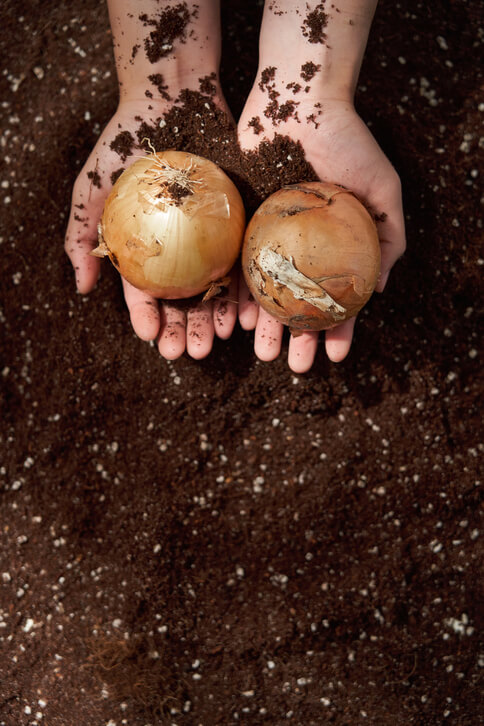 항암식품 양파의 효능