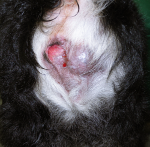 항문낭염을 앓고있는 강아지의 뒷모습