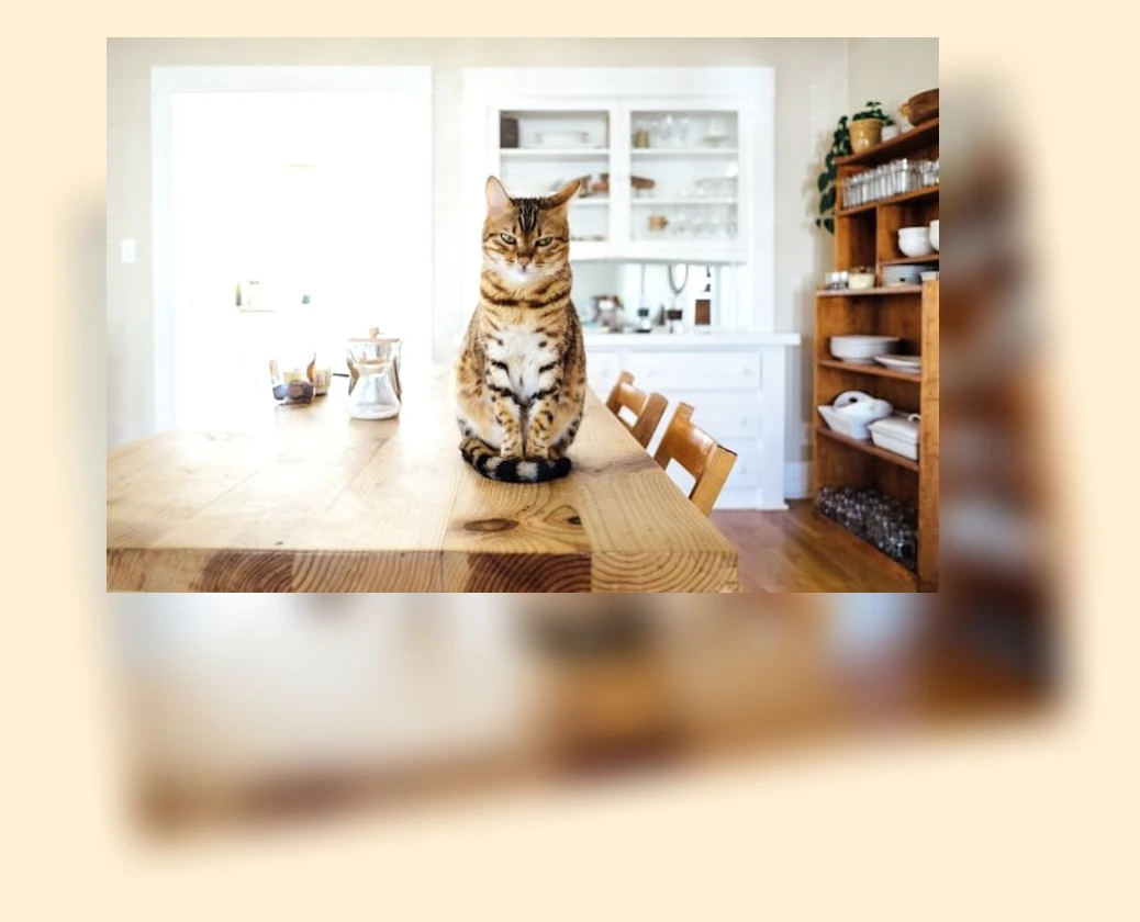 고양이 모래_3_subsection