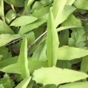 씀바귀 효능과 부작용 먹는법 고르는법