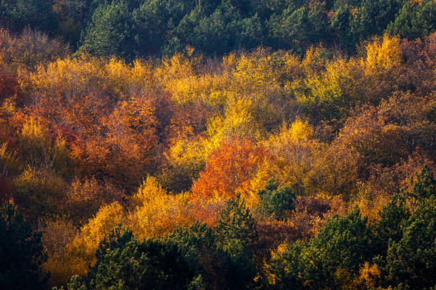 단풍 관광 명소 스템프 투어
