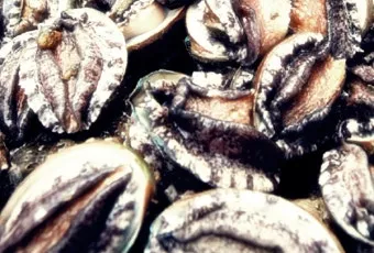 여름철 제철 해산물 추천 리스트 및 요리 활용법 안내_26