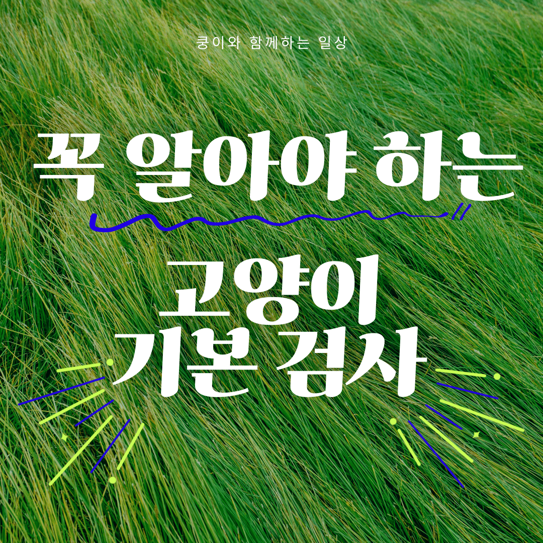 고양이 기본 검사