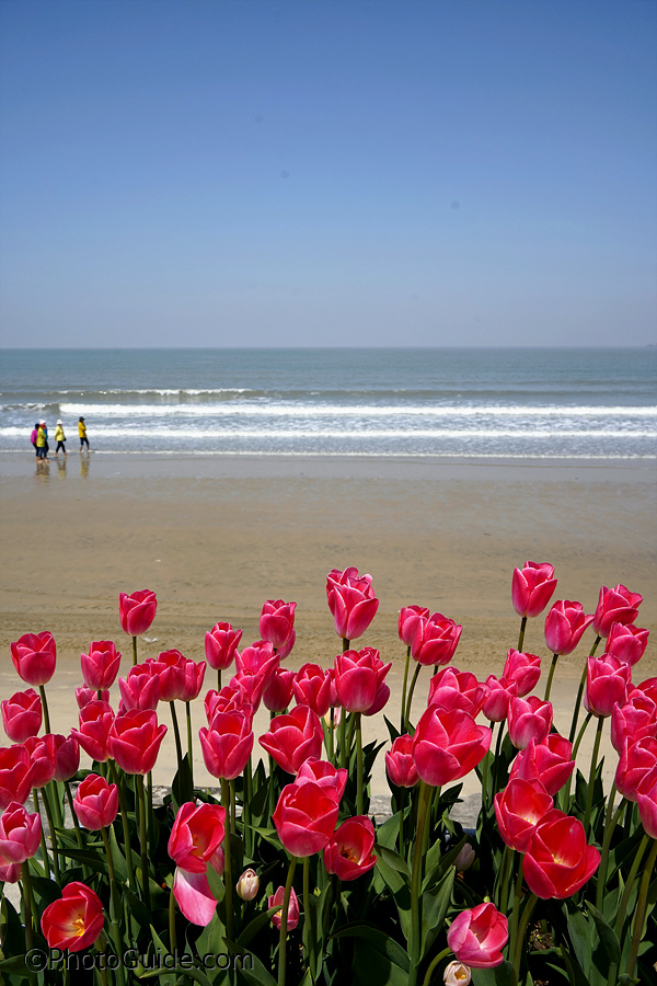 신안군-임자도-섬-튤립축제