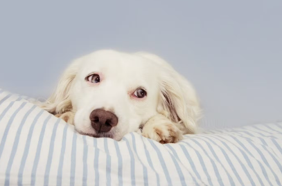 누워있는 강아지