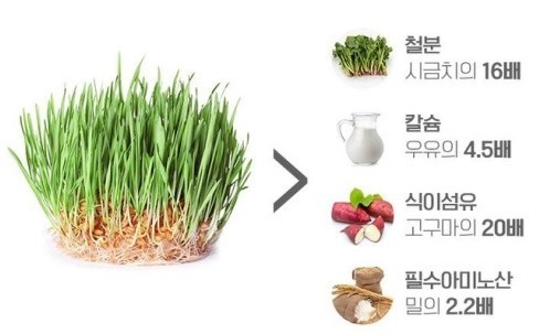 새싹보리효능