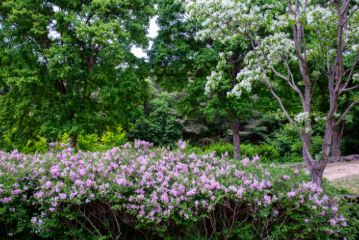 수도권 수국명소 추천 7곳&amp;#44; 도심 속에서 만나는 수국의 향연