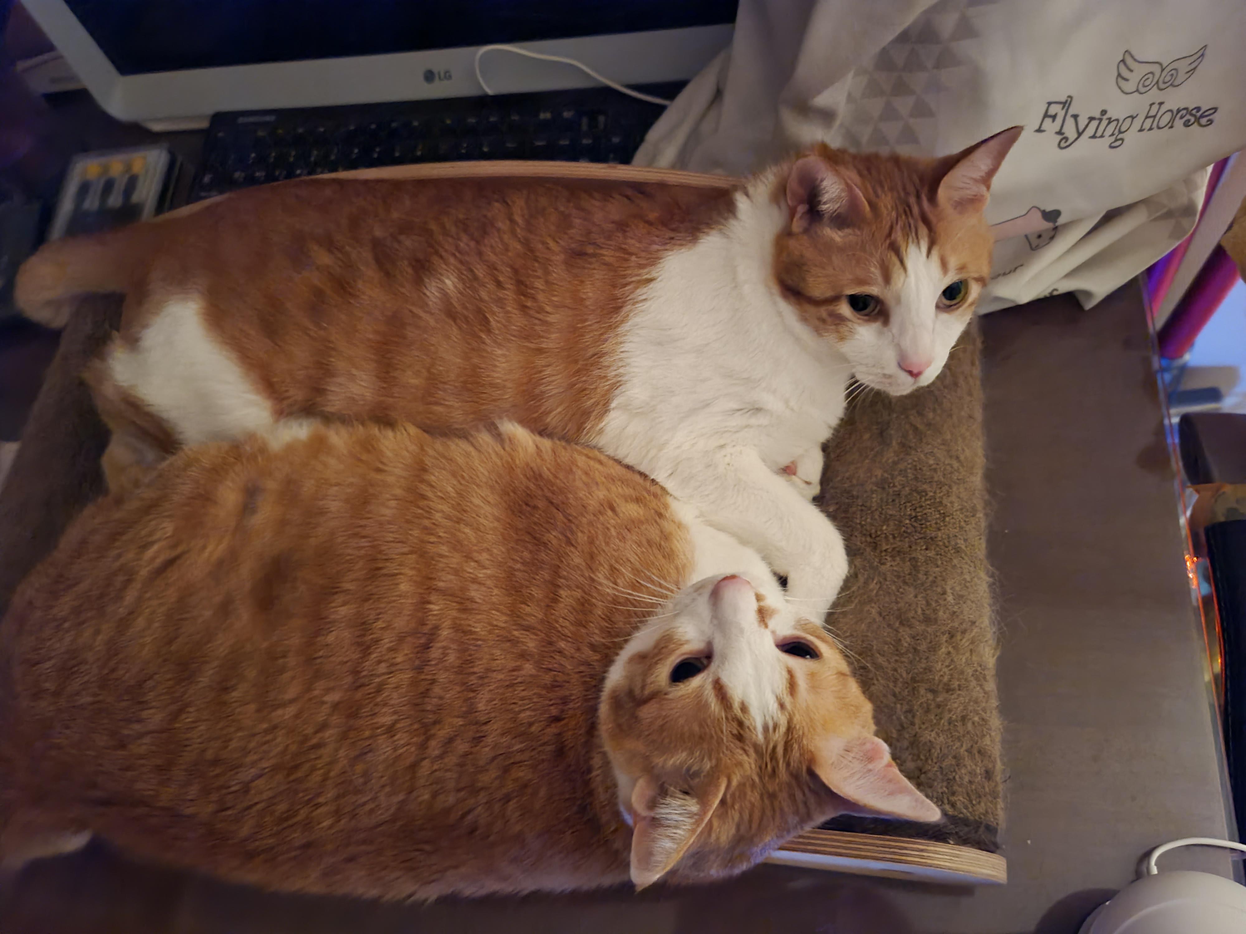 사이좋게 끌어안고 자는 고양이들을 본 집사는..