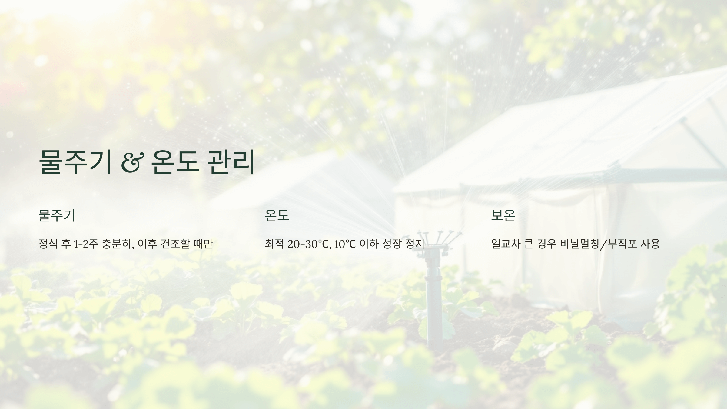 고추 사진입니다.