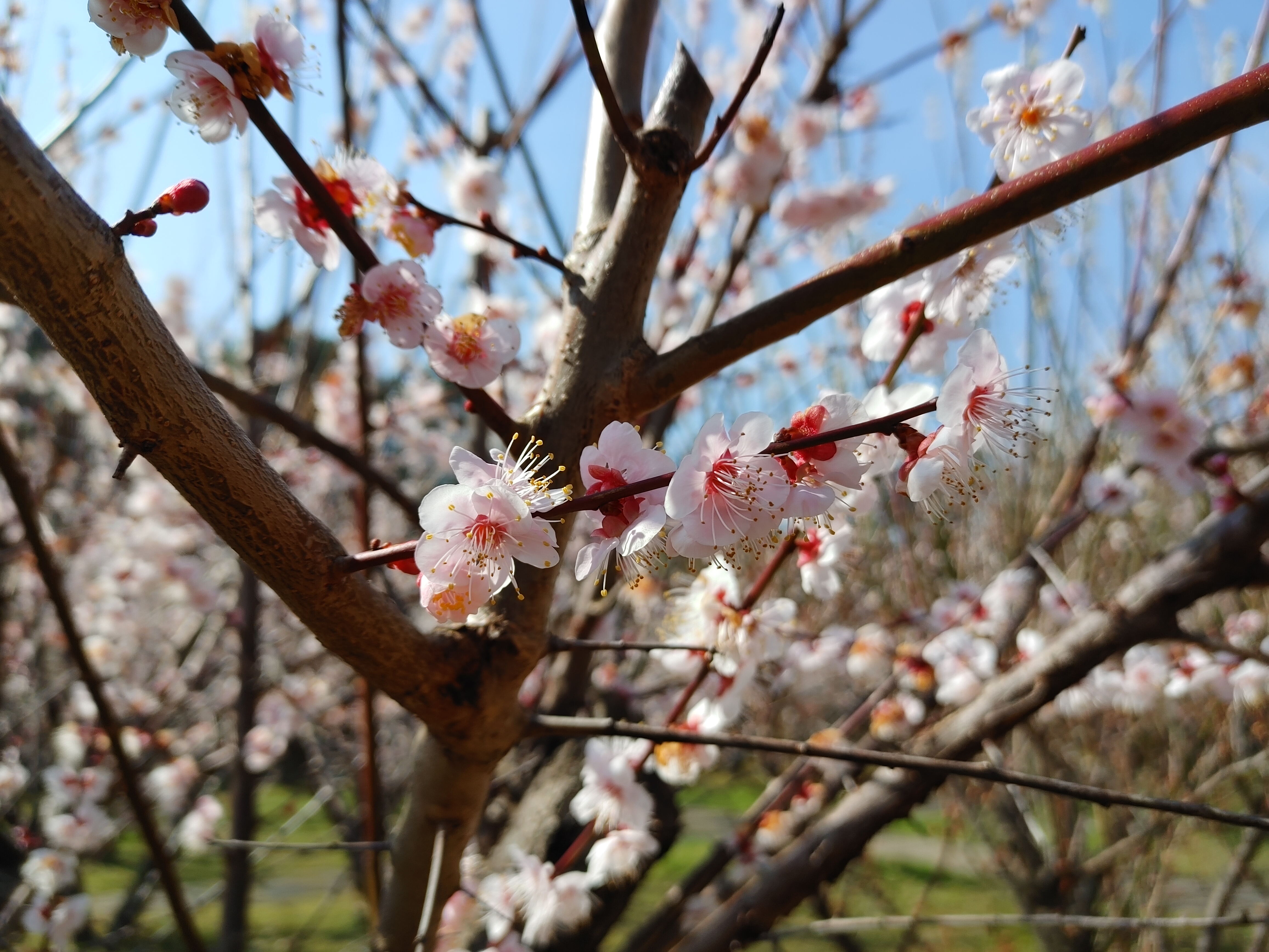 걸매생태공원 매화 梅花