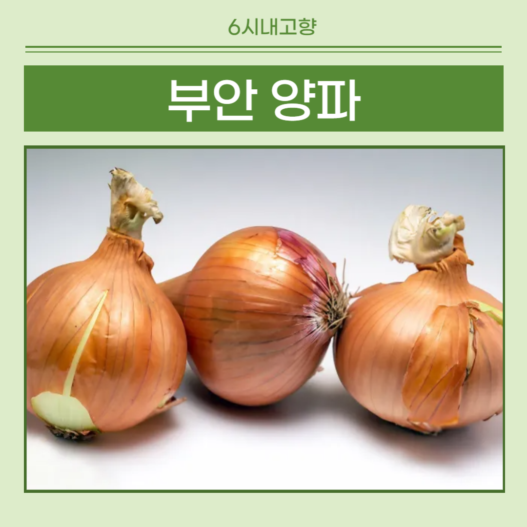 6시내고향 부안 양파 썸네일