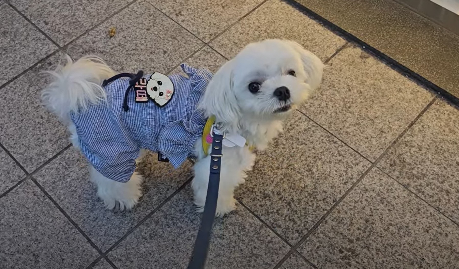 명동 거리에 라떼