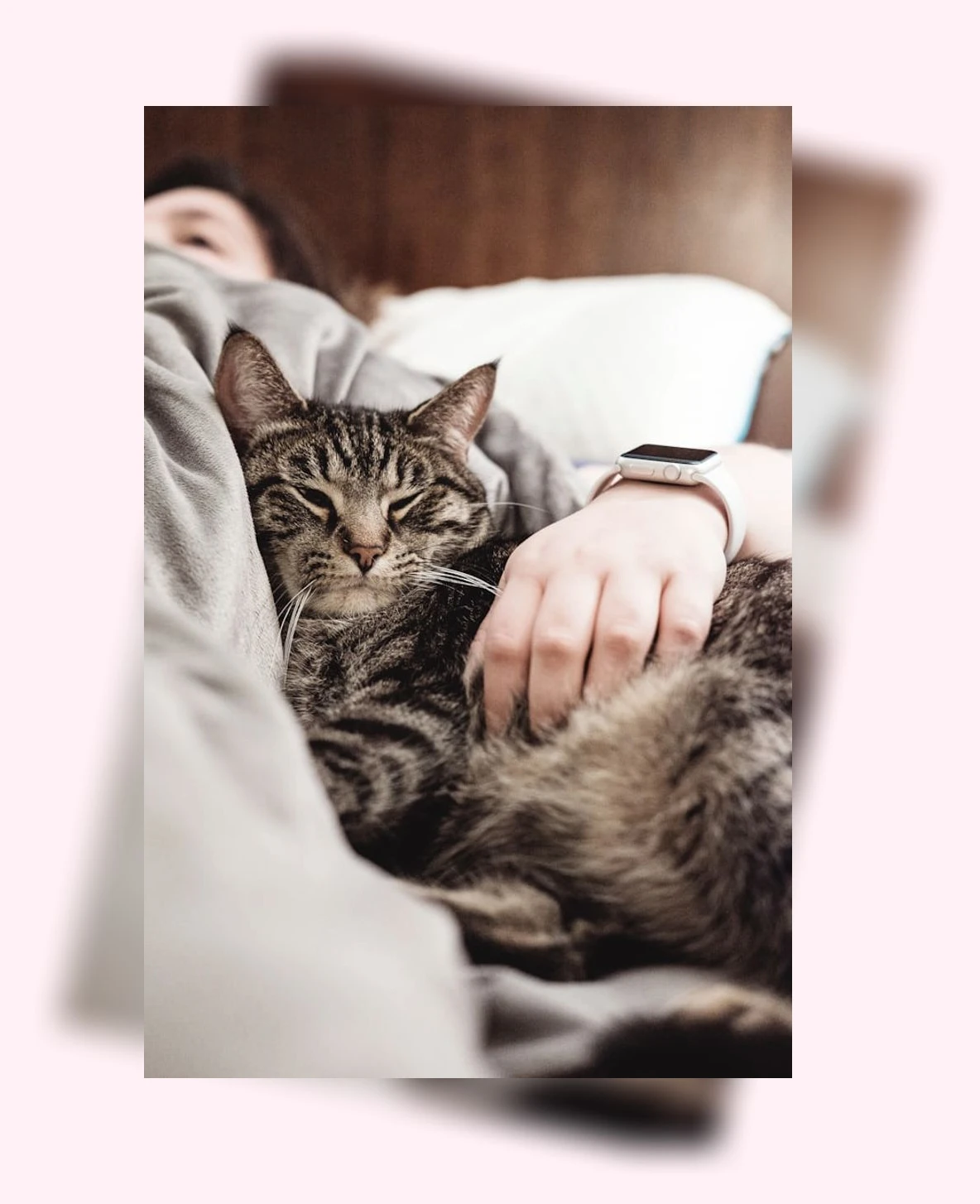 고양이 털갈이 관리_2_subsection