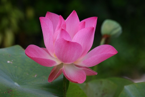 부여 서동연꽃 축제