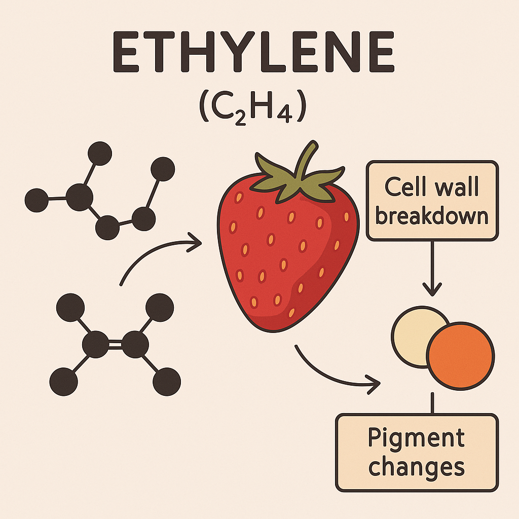 에틸렌과 딸기 화학 작용