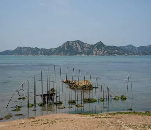 연홍도