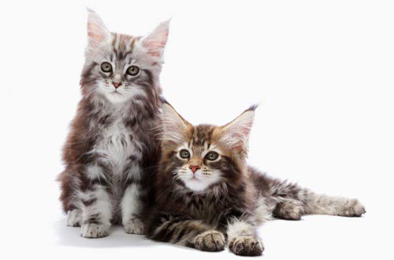 메인 쿤의 이미지