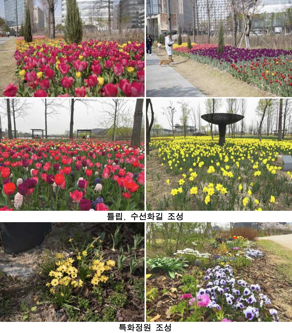 서울식물원 튤립장소입니다.