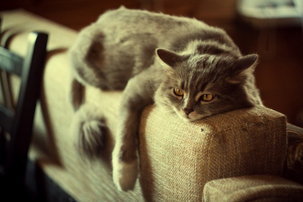 건강하지 않은 고양이.