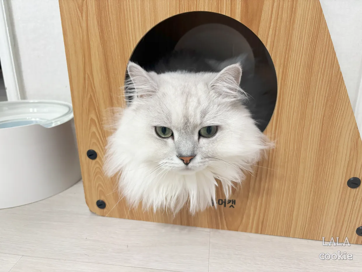 고양이-전용-물티슈-펫티슈-후기-숨숨집에-들어간-고양이