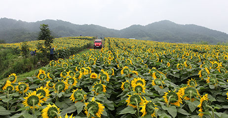 함안 강주 해바라기 축제