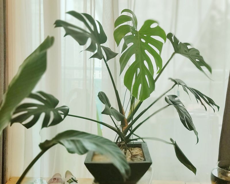 몬스테라 화분사진