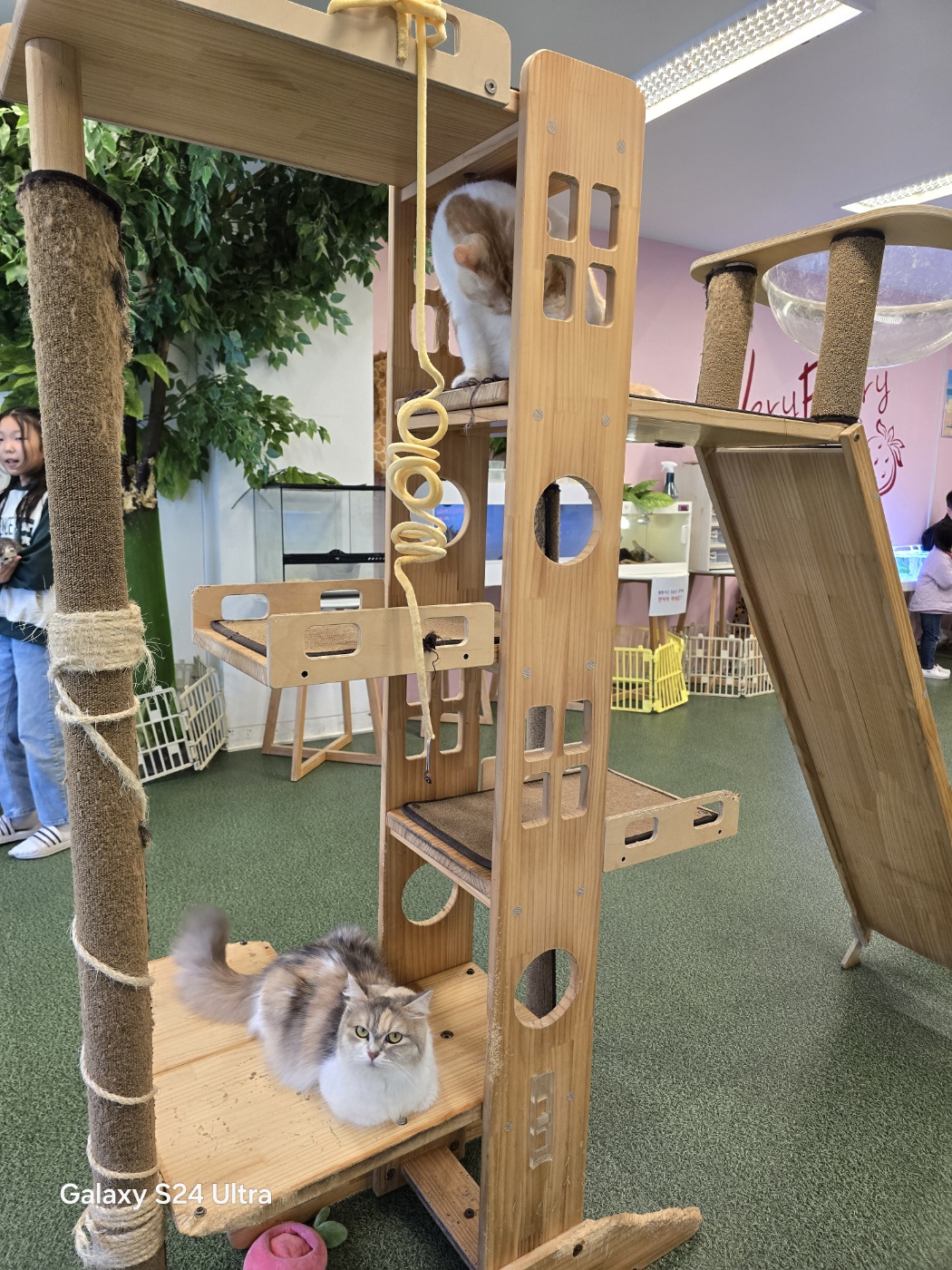 캣타워에서 쉬고있는 고양이