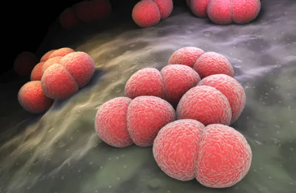 [감염병 주의] 수막구균 감염증 증상 및 감염 경로, 예방 방법