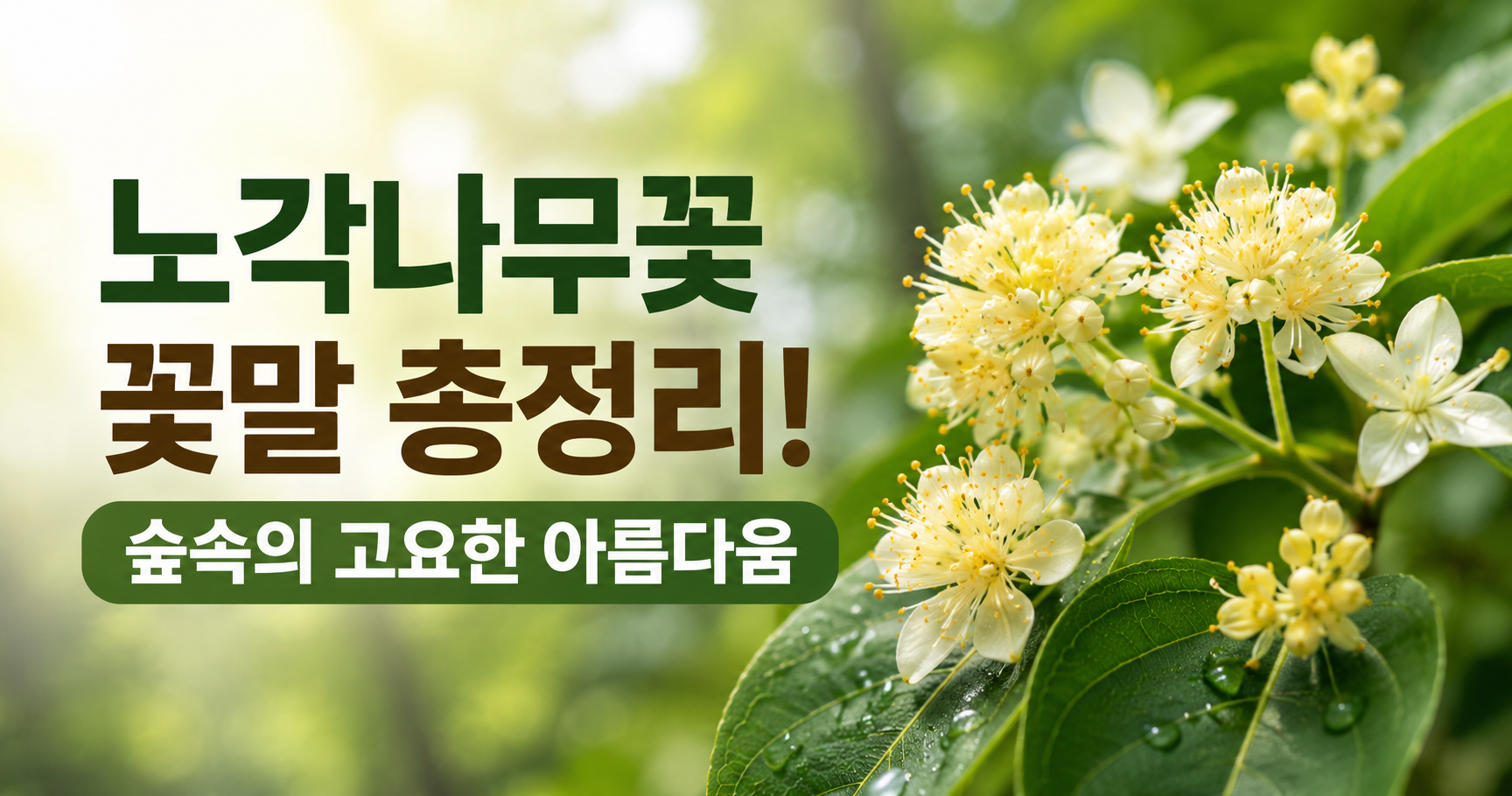 노각나무꽃 꽃말
