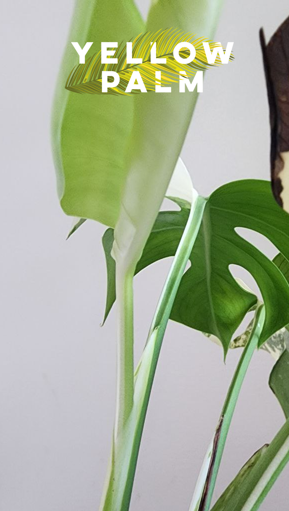 몬스테라 알보 키우기, 식집사, 식물키우기 취미,