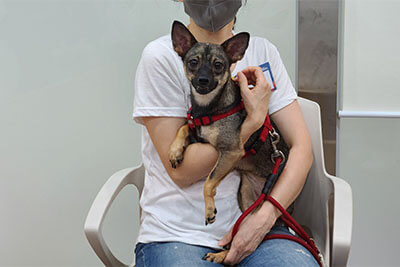 반려동물시민학교-교육내용-예절교육