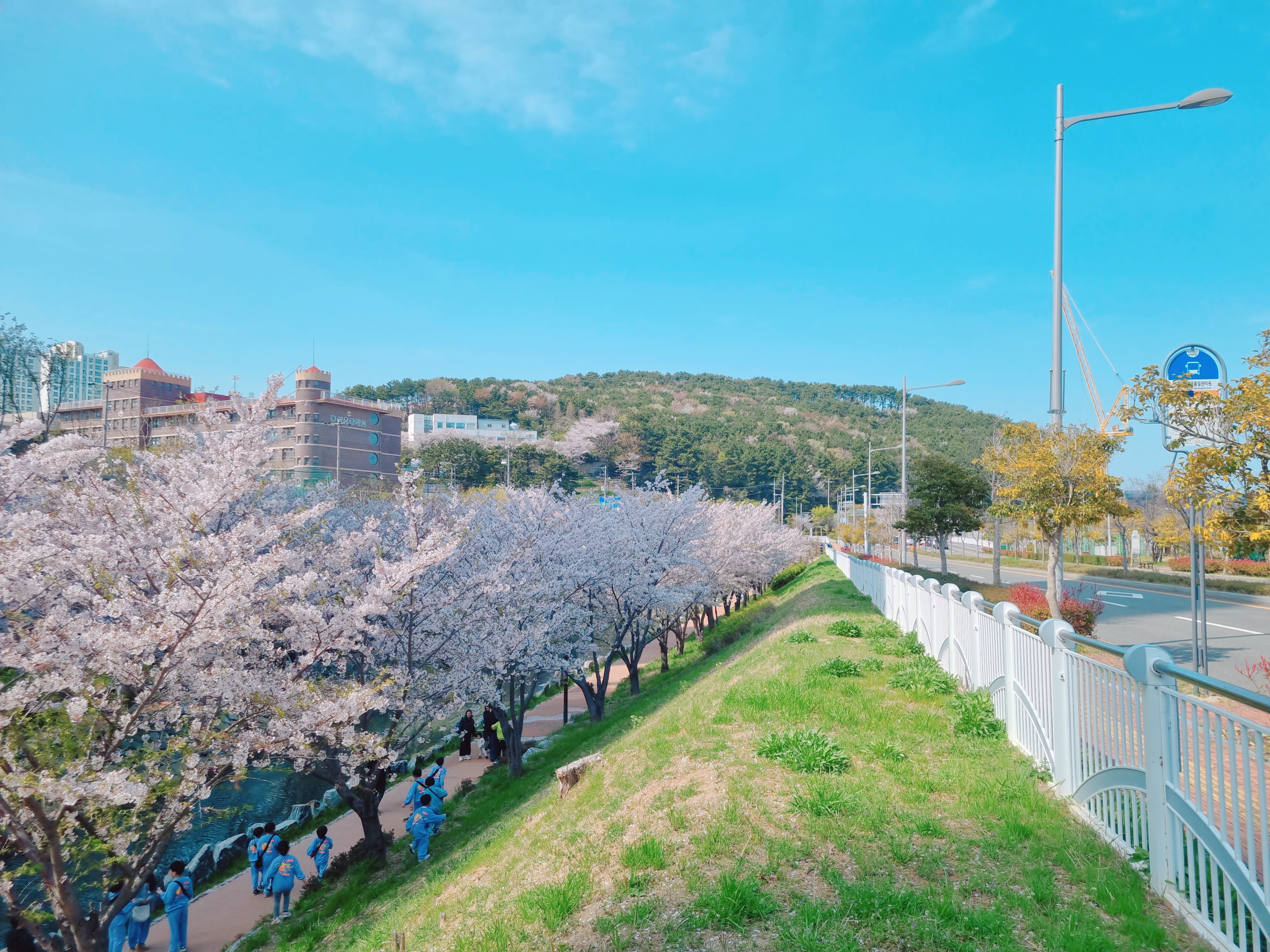영도 동삼해수천 벚꽃길