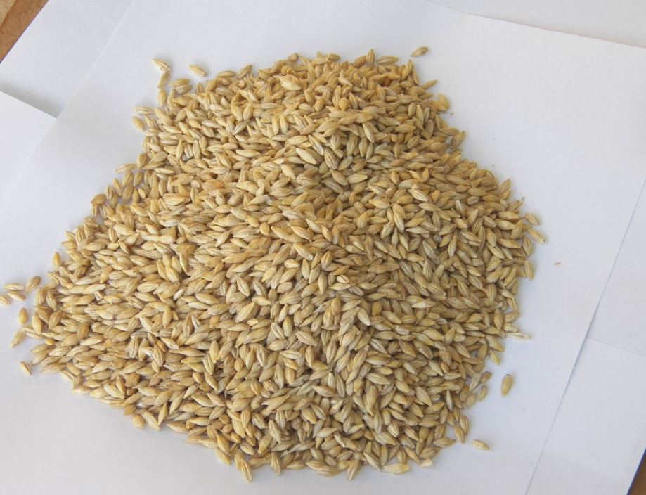 호라산밀의 효능